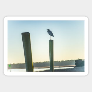 Great Blue Heron on a fishing dock Sticker